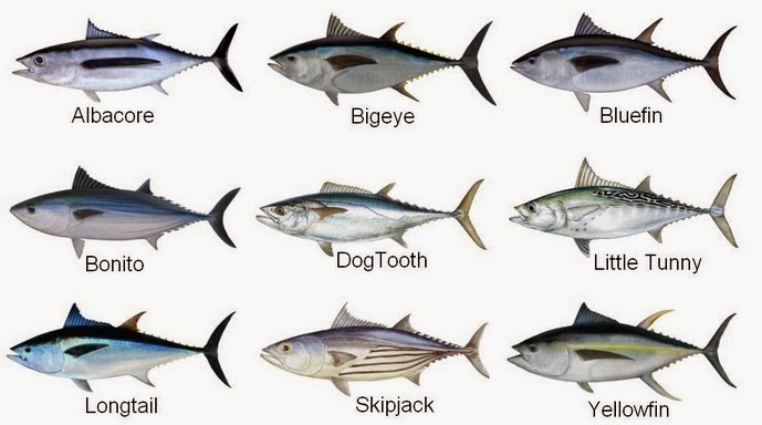 mengenal-jenis-jenis-ikan-tuna