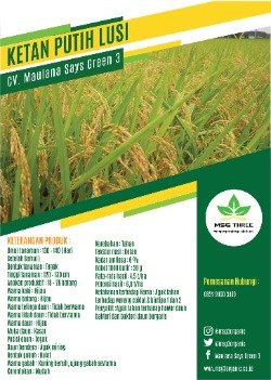 Ketan Putih Lusi thumb
