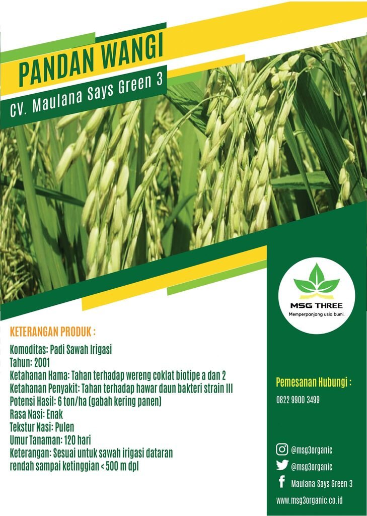 Pandan Wangi