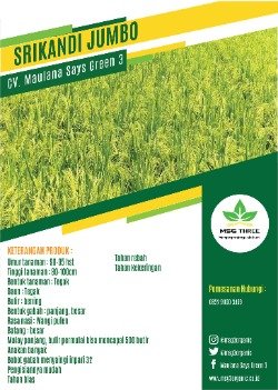 Srikandi Jumbo thumb
