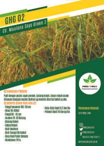 BENIH PADI GHG 02