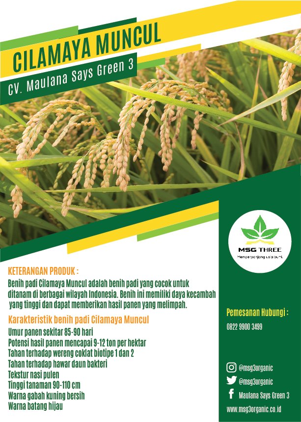 Pamflet benih padi Cilamaya Muncul