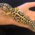 beternak-leopard-gecko